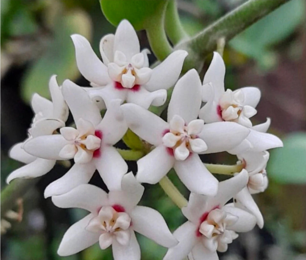 Hoya Australis well established plant