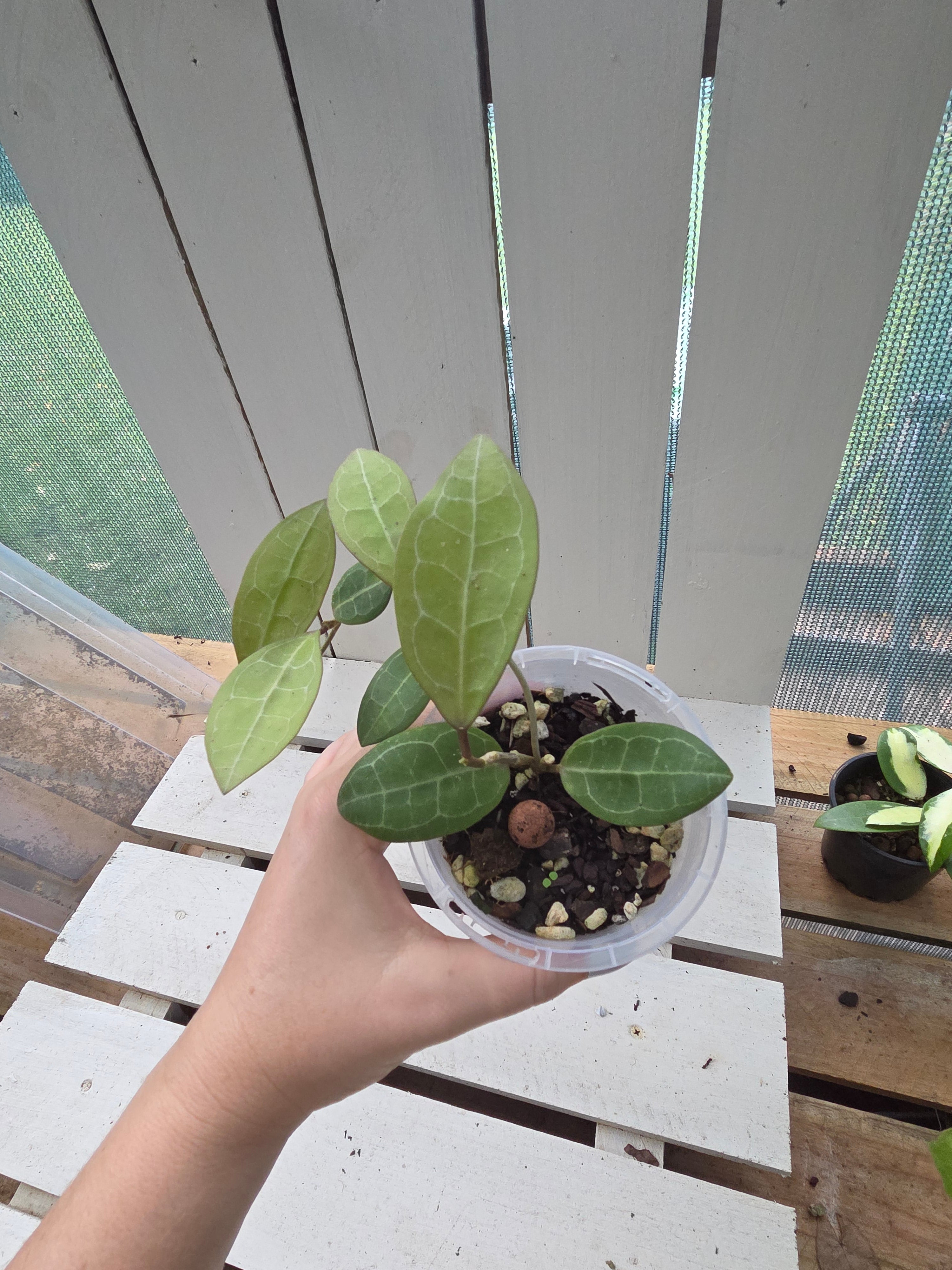Hoya Eliptica veiny foliage - Striking leaves