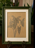 Hand sketched Alocasia Amazonica A4 Original one off