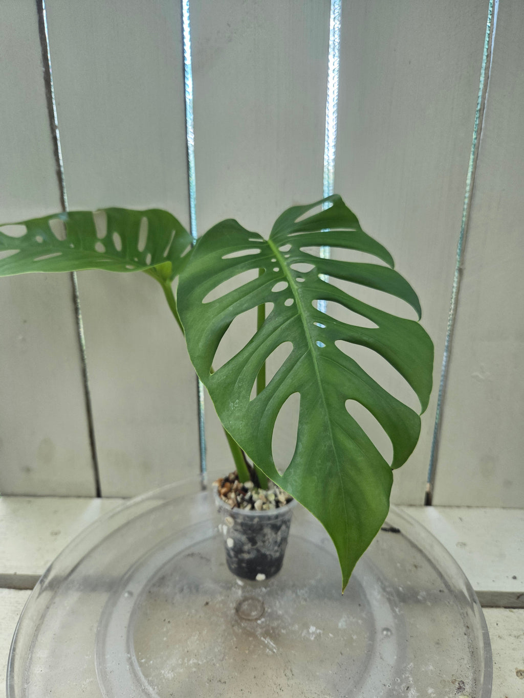 Monstera Uno if Uno you know