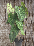 Philodendron Verracosum velvety leaf climbing aroid