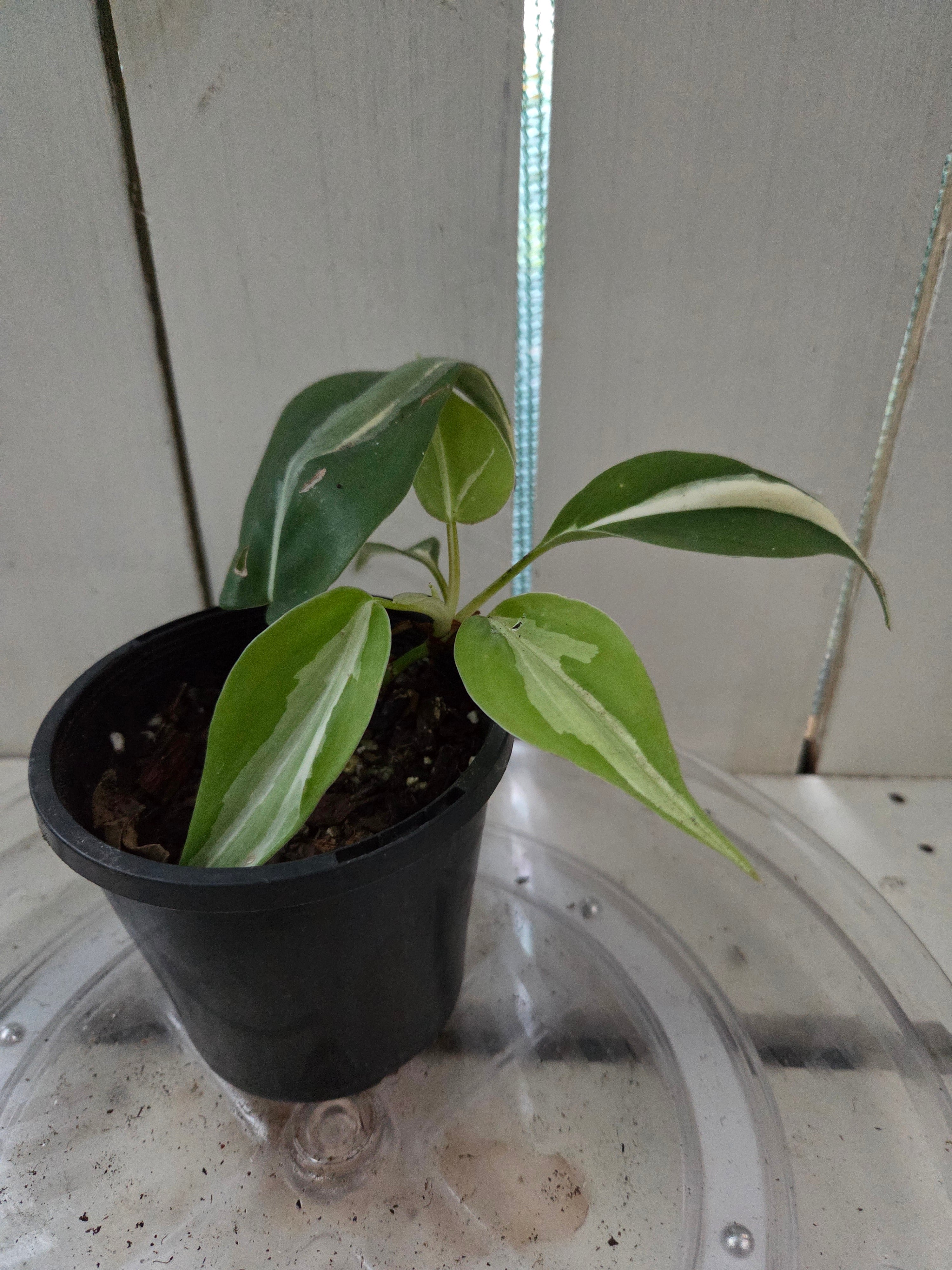 Philodendron Rio