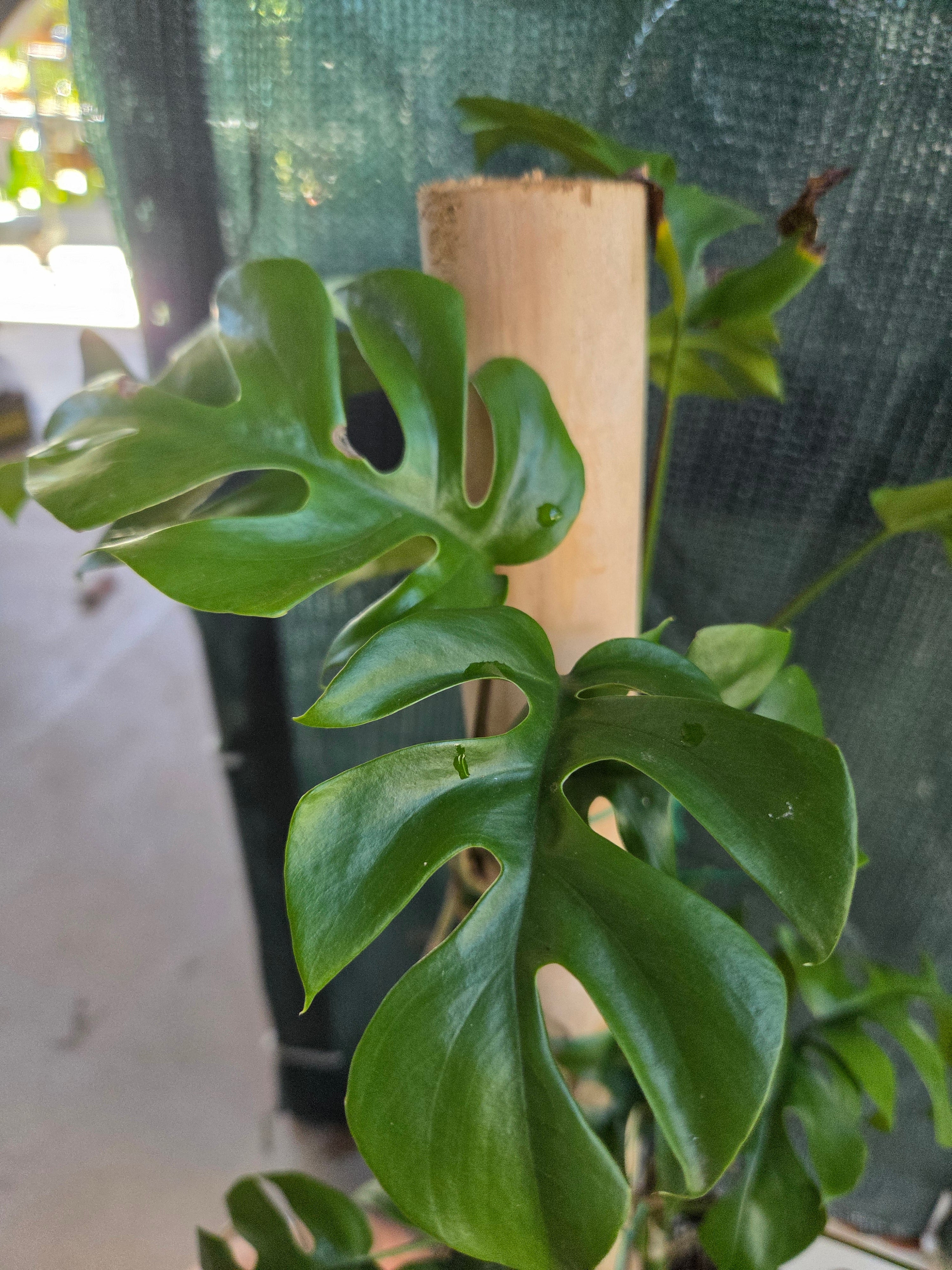 Rhaphidophora Tetrasperma on bamboo pole