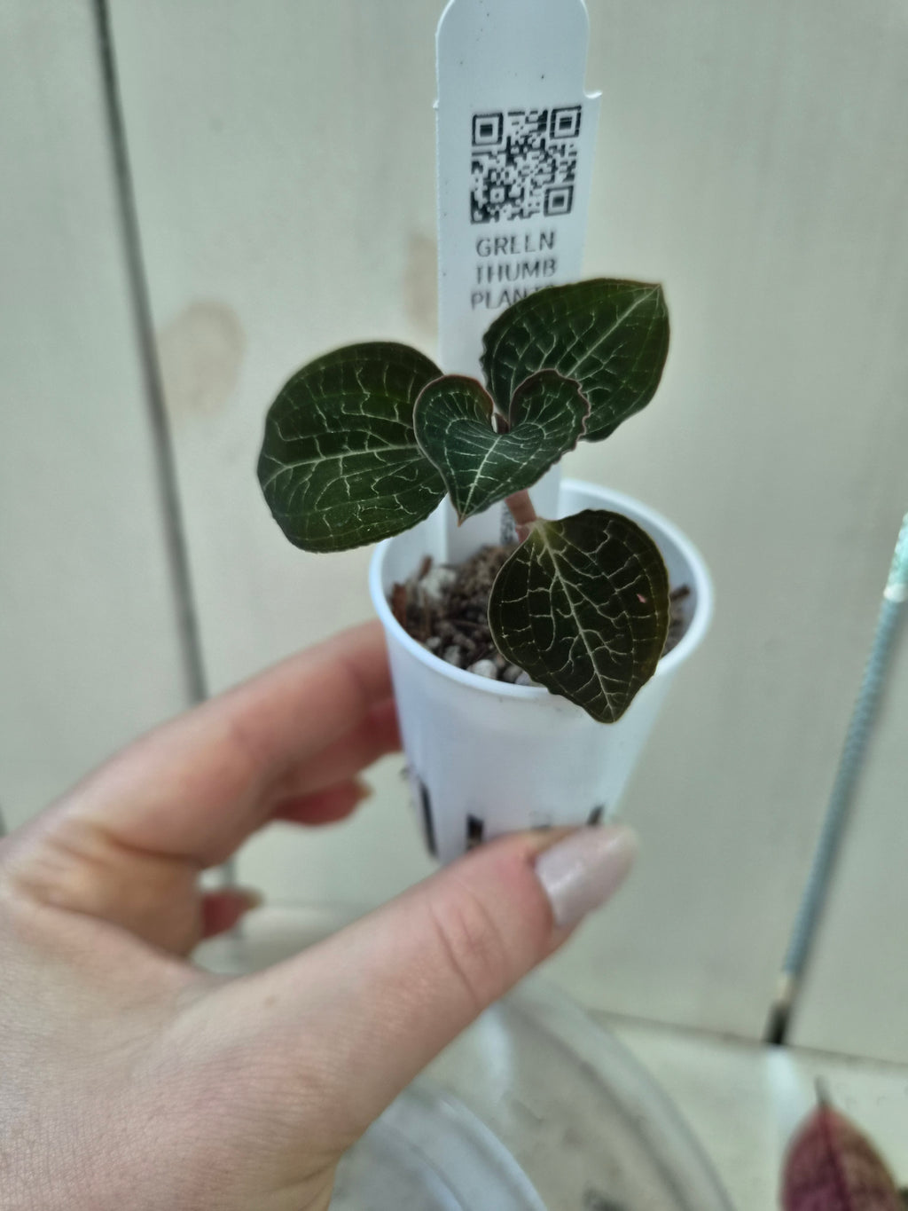 Anoectochilus Formosanus Hayata Jewel Orchid Species - RARE