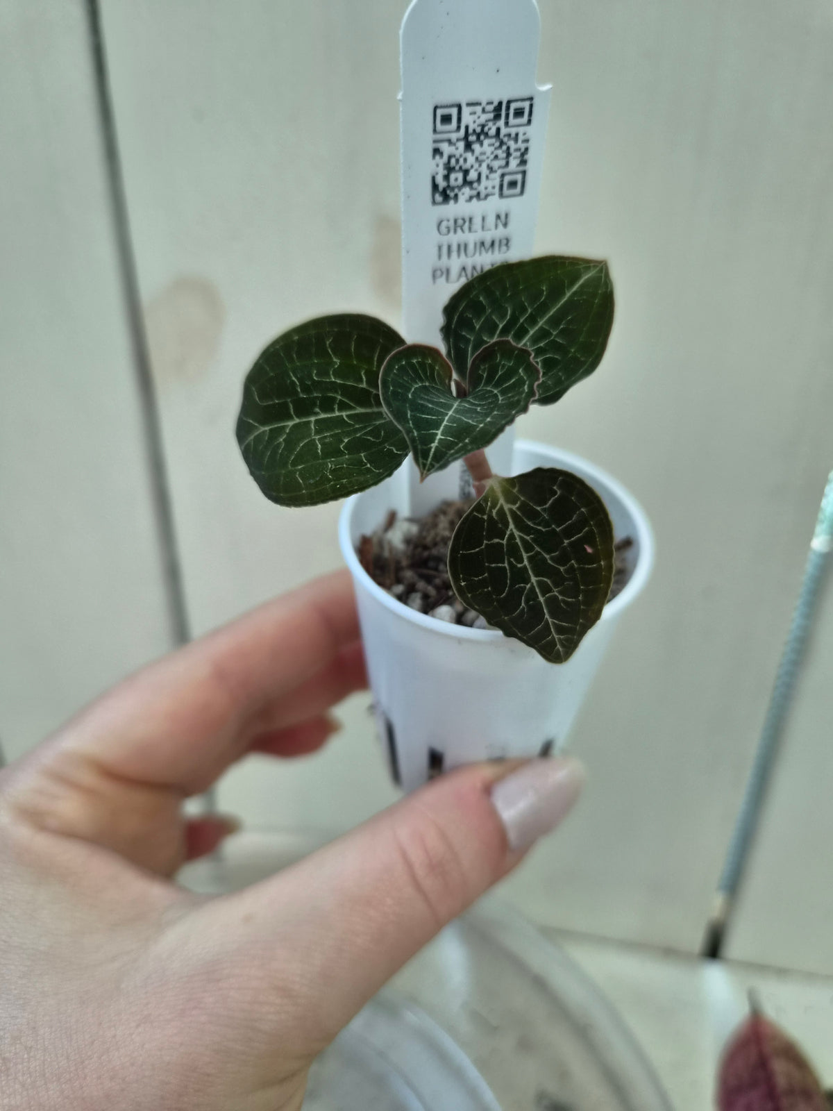 Anoectochilus Formosanus Hayata Jewel Orchid Species - RARE
