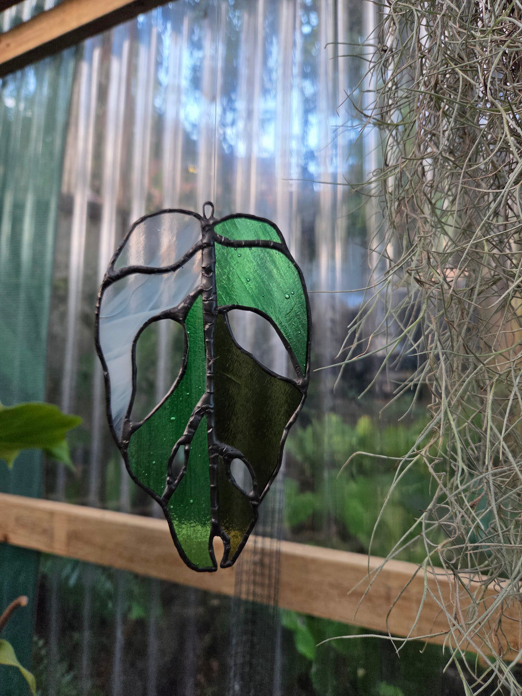 Leadlight / stained glass sun catcher Variegated Monstera adansonii leaf handcrafted one off piece