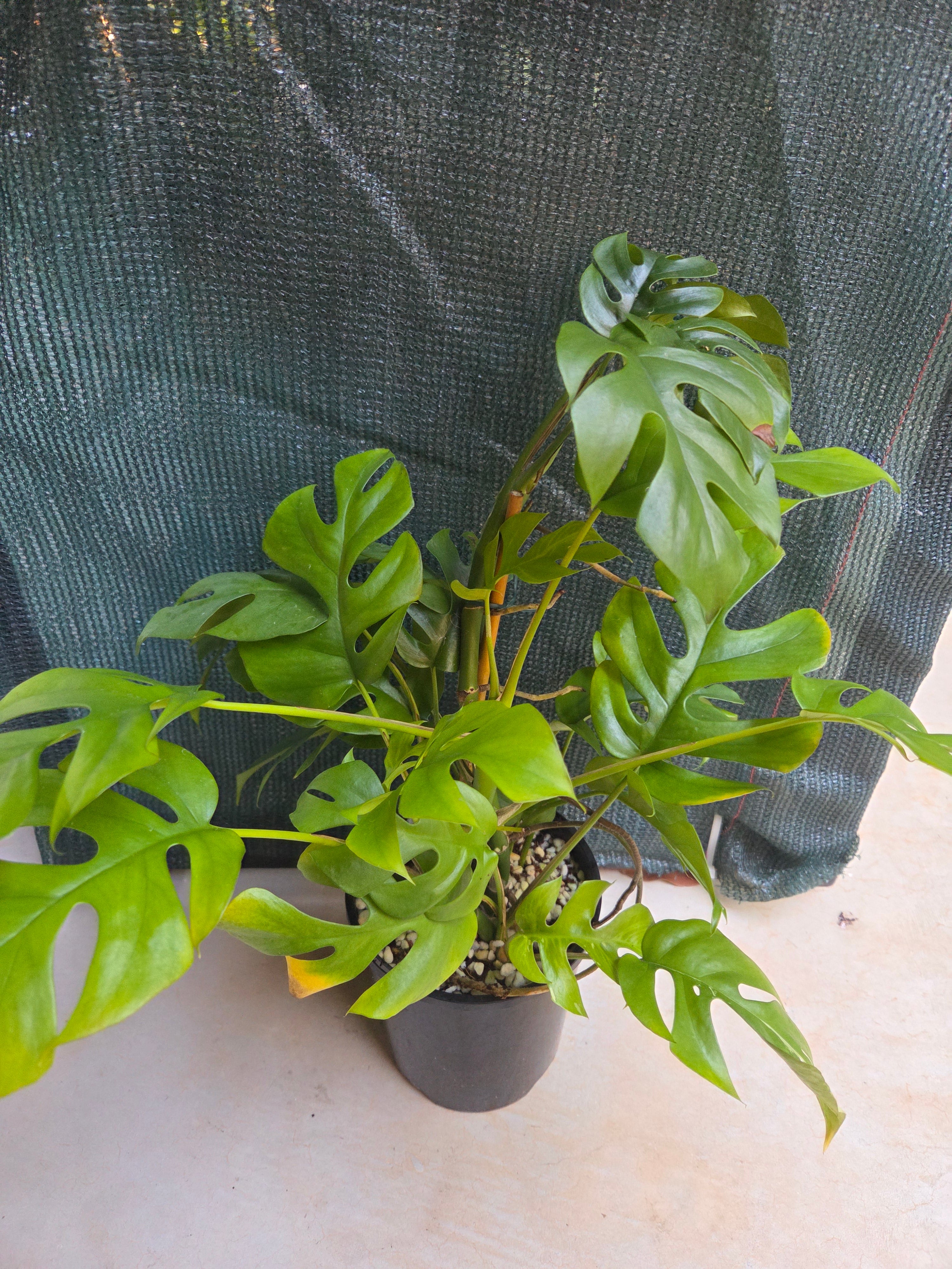 Rhaphidophora Tetrasperma multi planted