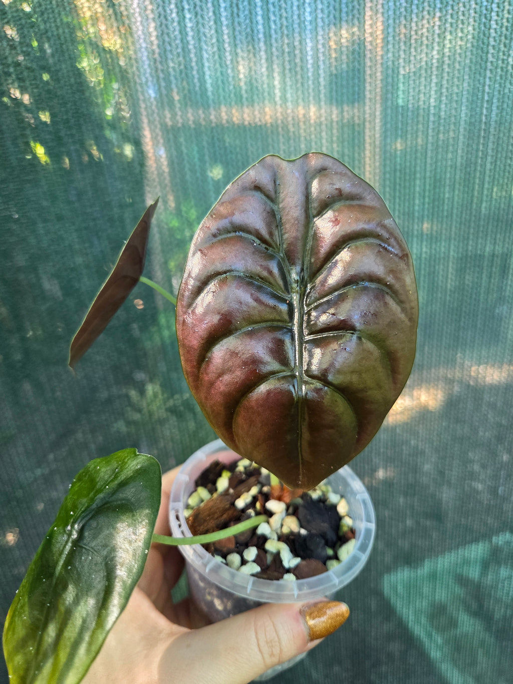 Alocasia Cuprea Red Secret