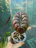 Alocasia Cuprea Red Secret