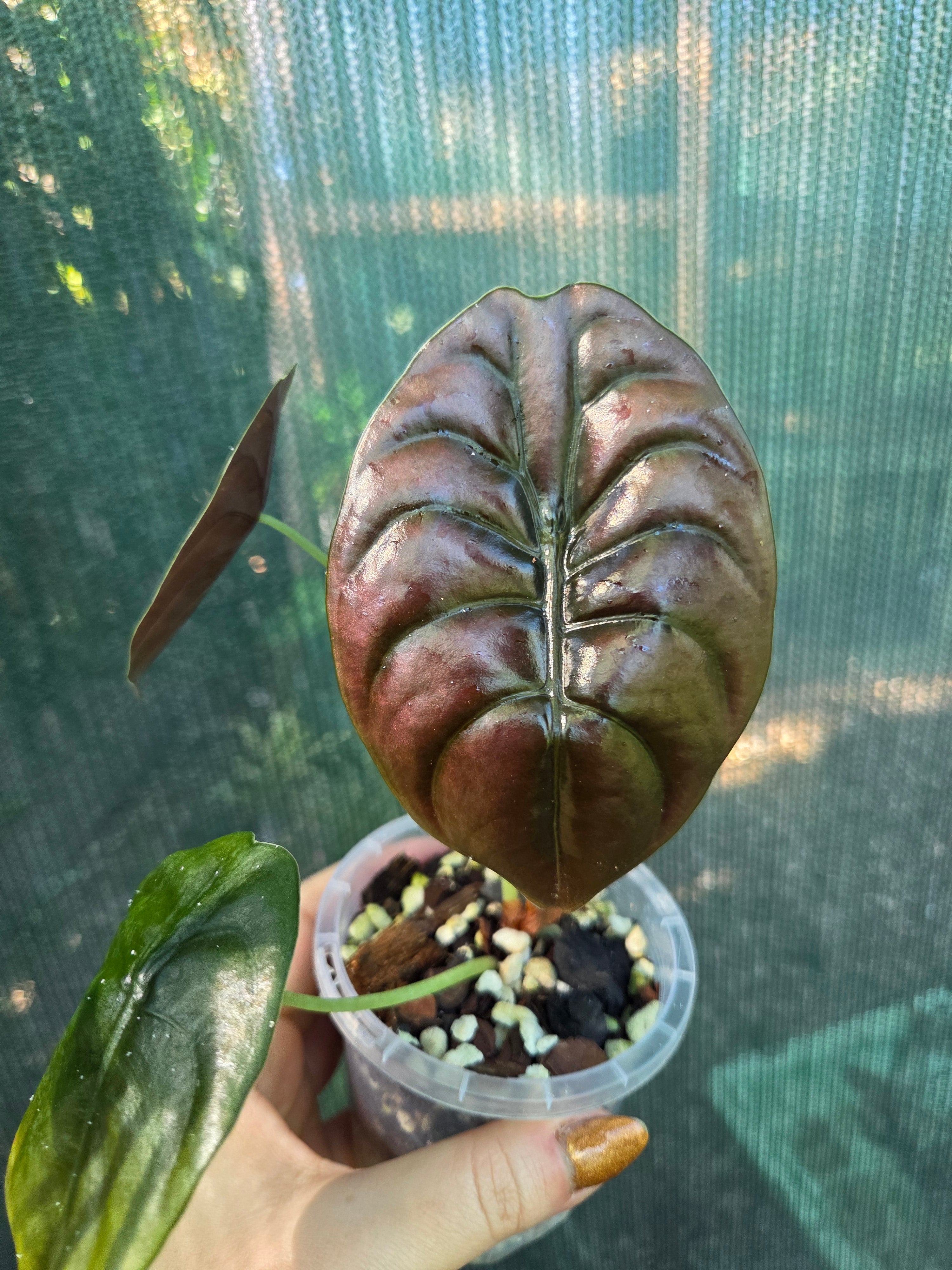 Alocasia Cuprea Red Secret