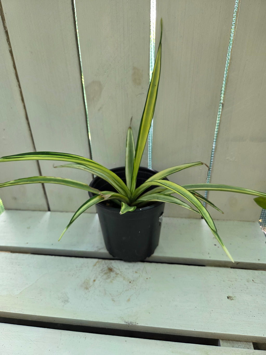 Dracena Parva Variegated