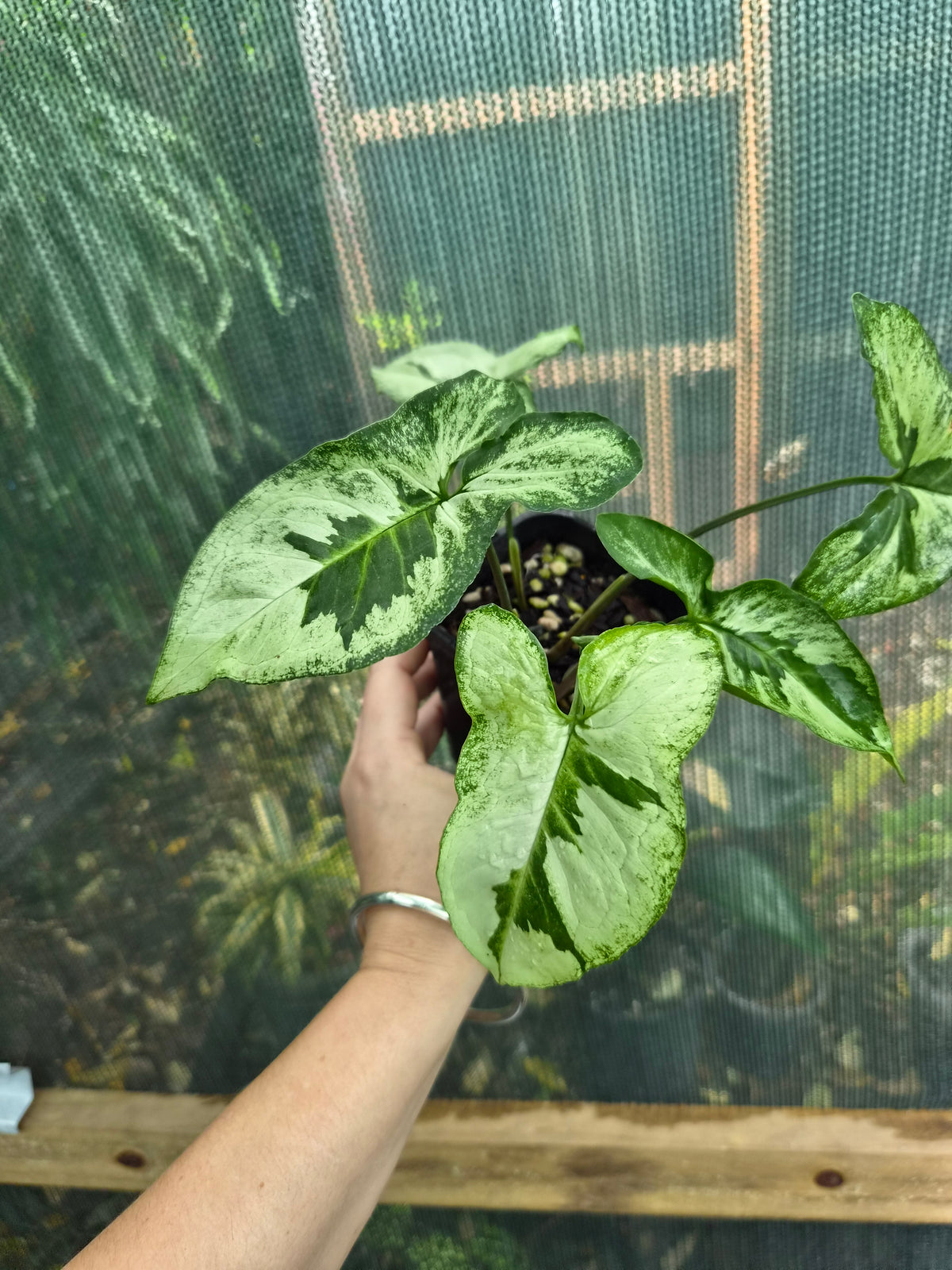 Syngonium Three Kings uncommon Syngonium aroid