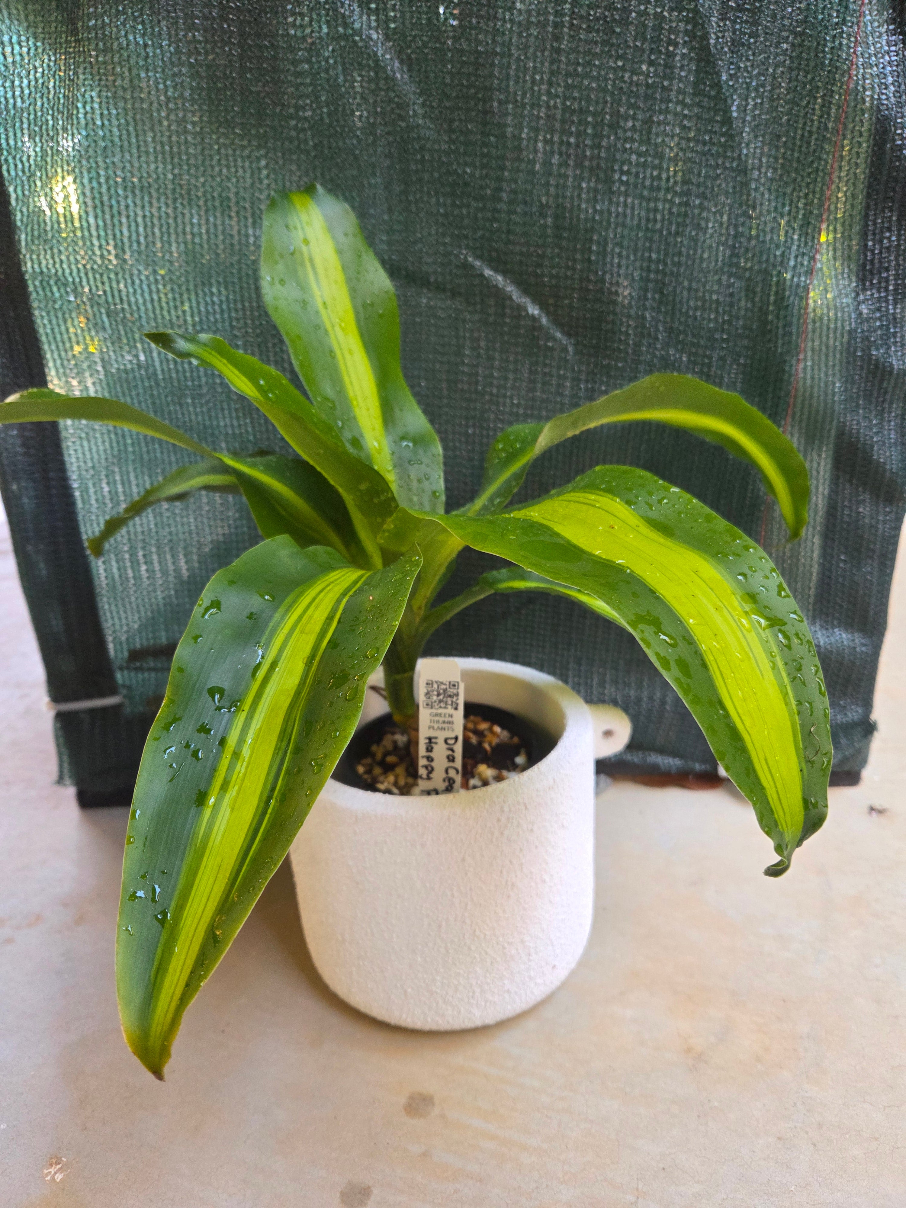 Dracena happy plant in White Terracotta textured pot