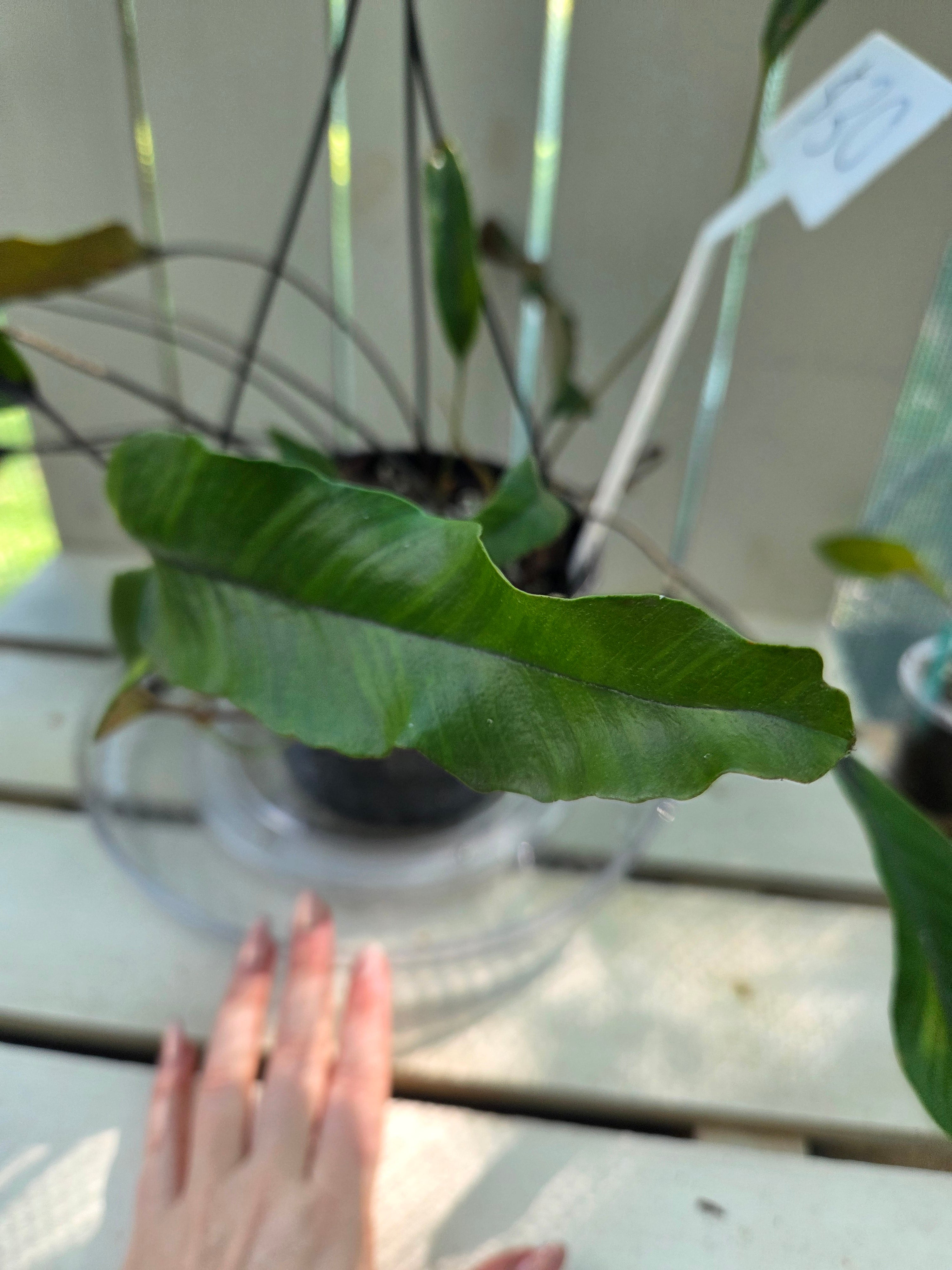 Pyrrosia lingua Variegata