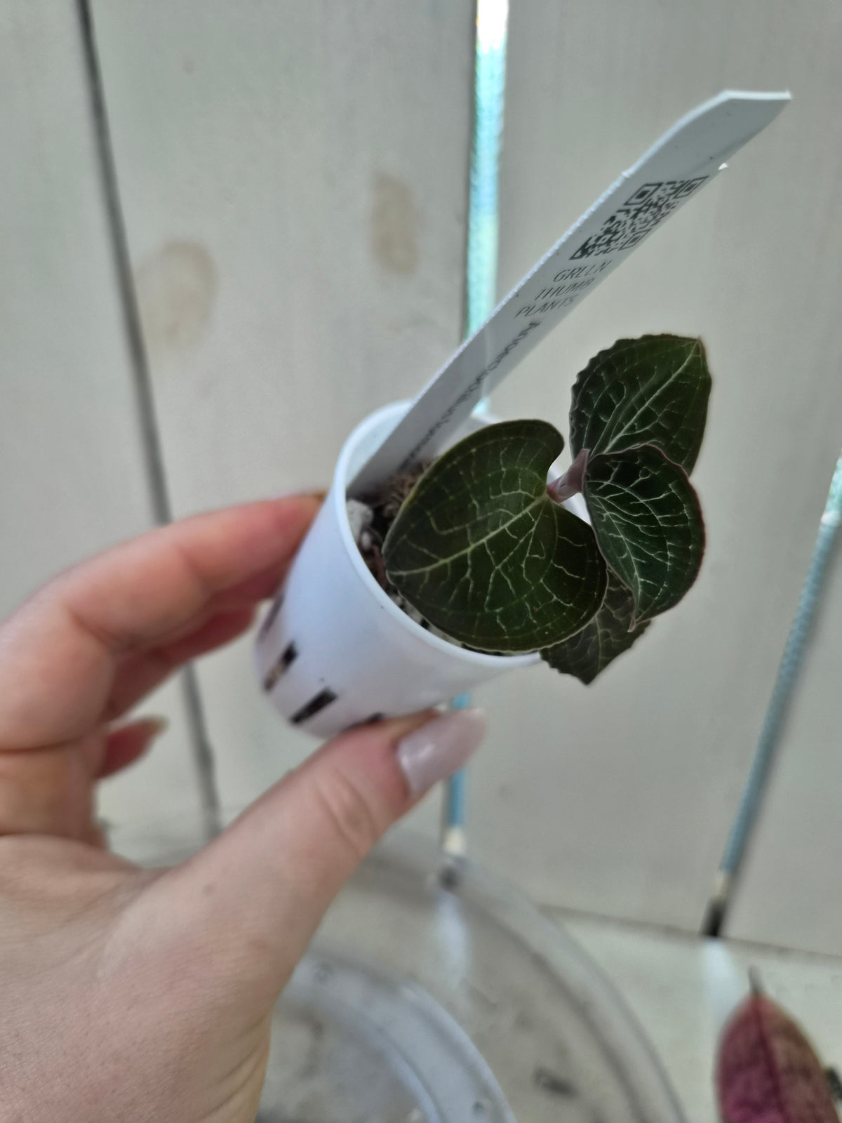 Anoectochilus Formosanus Hayata Jewel Orchid Species - RARE
