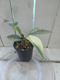 Variegated Philodendron Hastatum aka Silver Sword half moon rare indoor plant