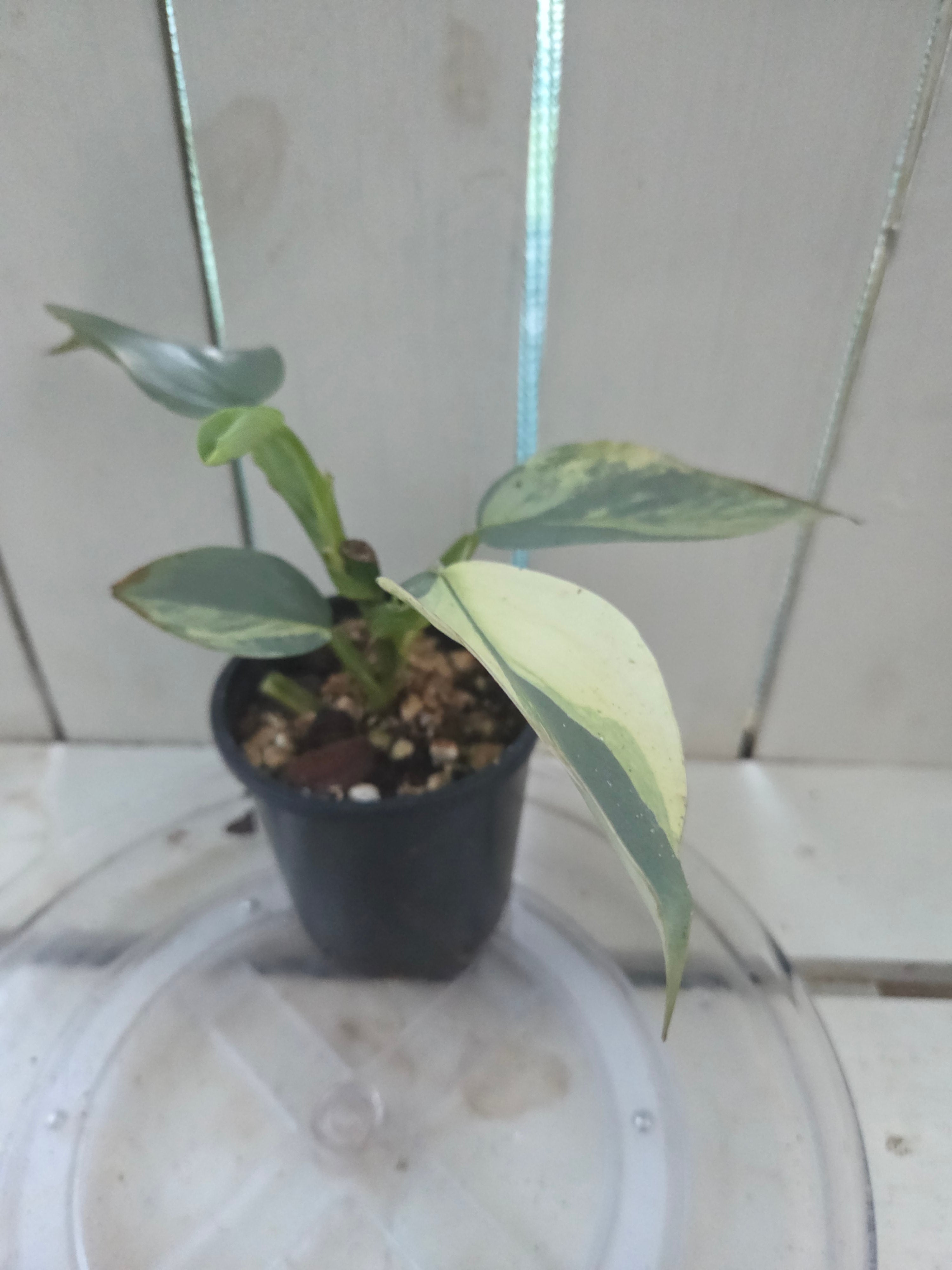 Variegated Philodendron Hastatum aka Silver Sword half moon rare indoor plant