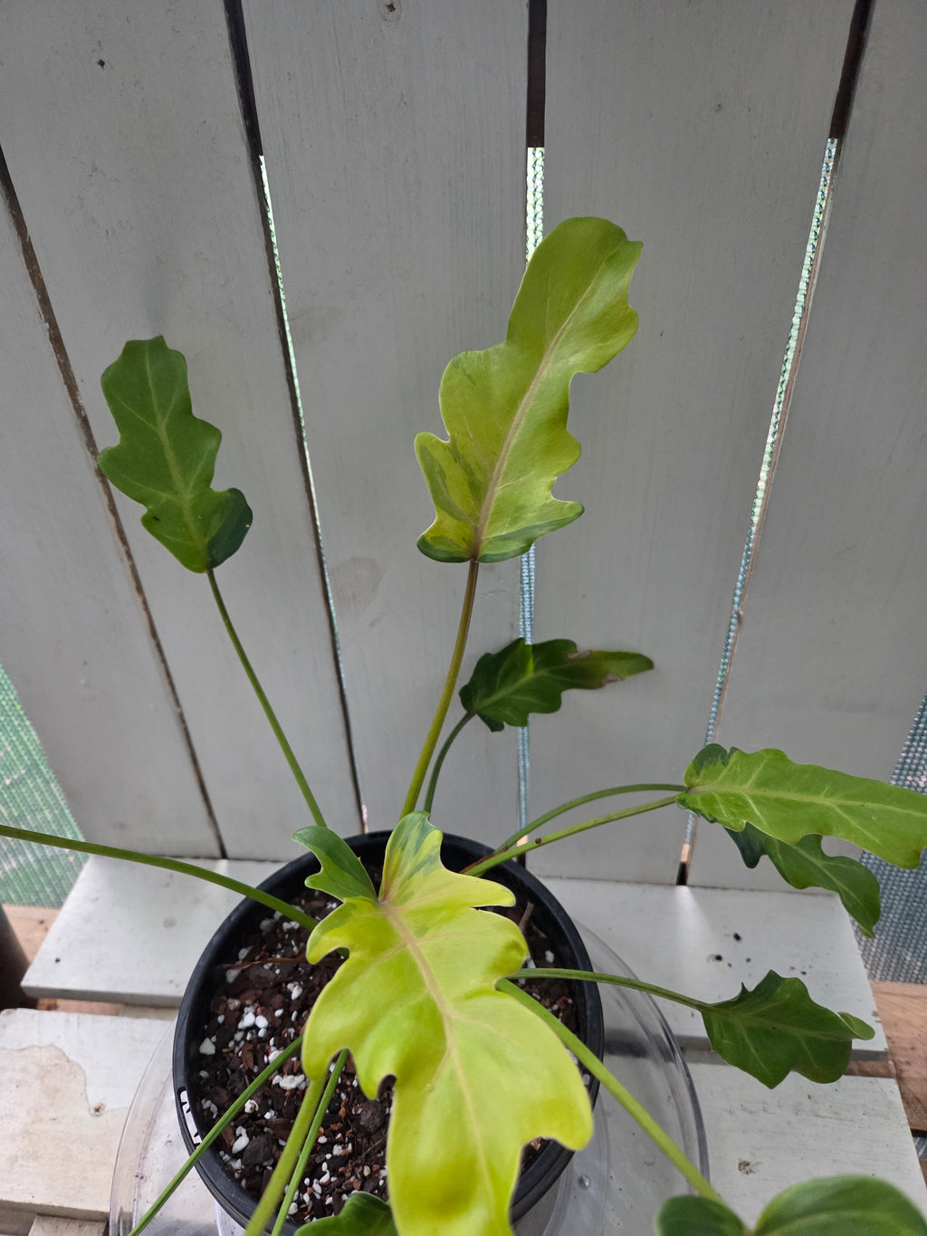 Philodendron Xanadu Variegata RARE PLANT ALERT