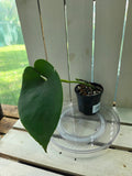 Amydrium Humile- Heart shaped creeping aroid