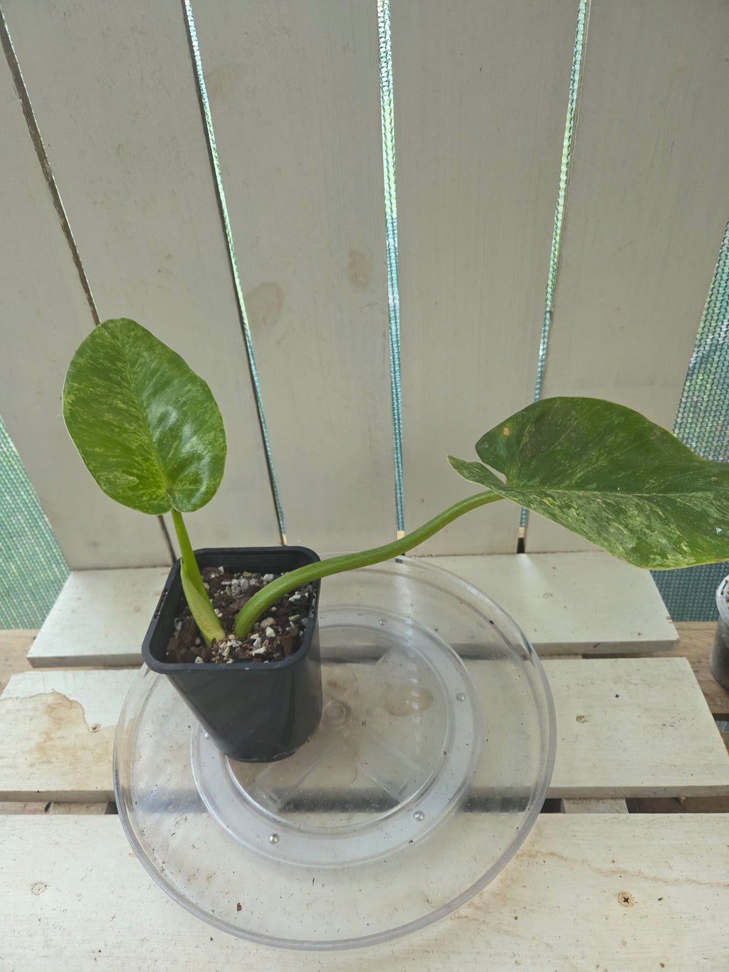 Philodendron blizzard giganteum Rare Variegated plant