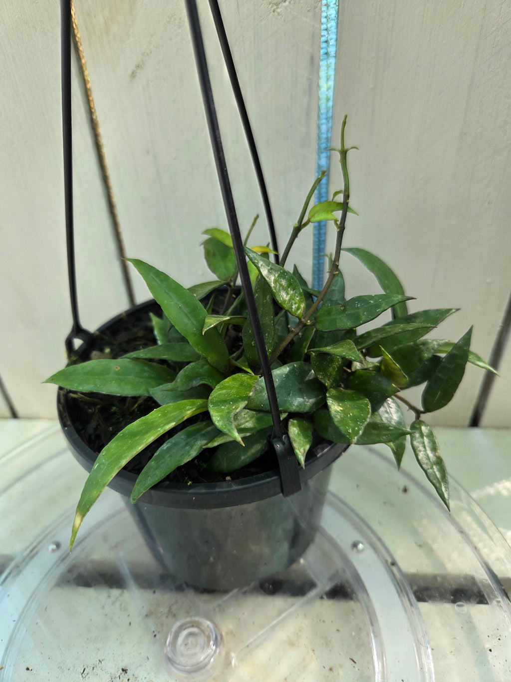 Hoya Lacunosa