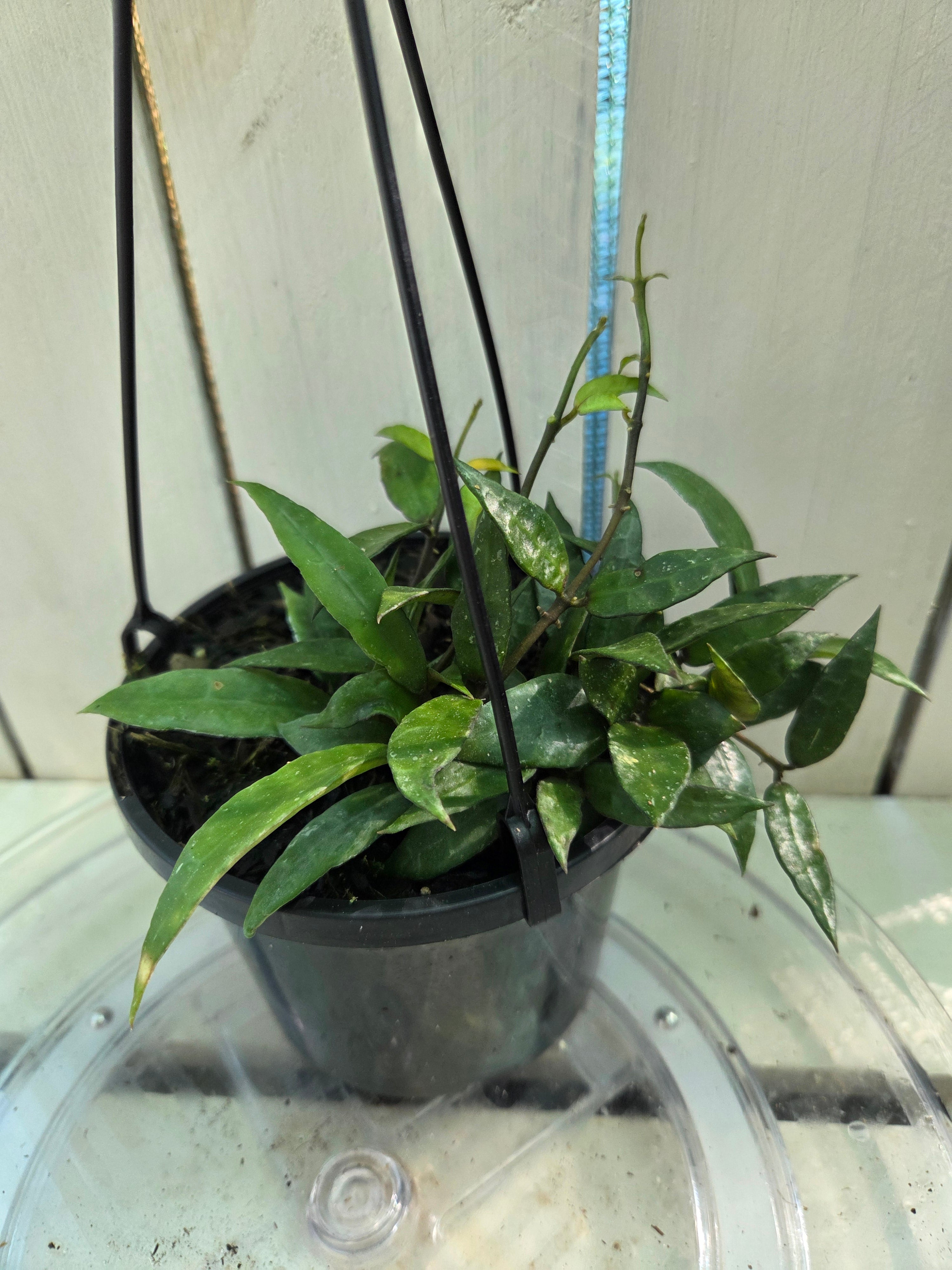 Hoya Lacunosa