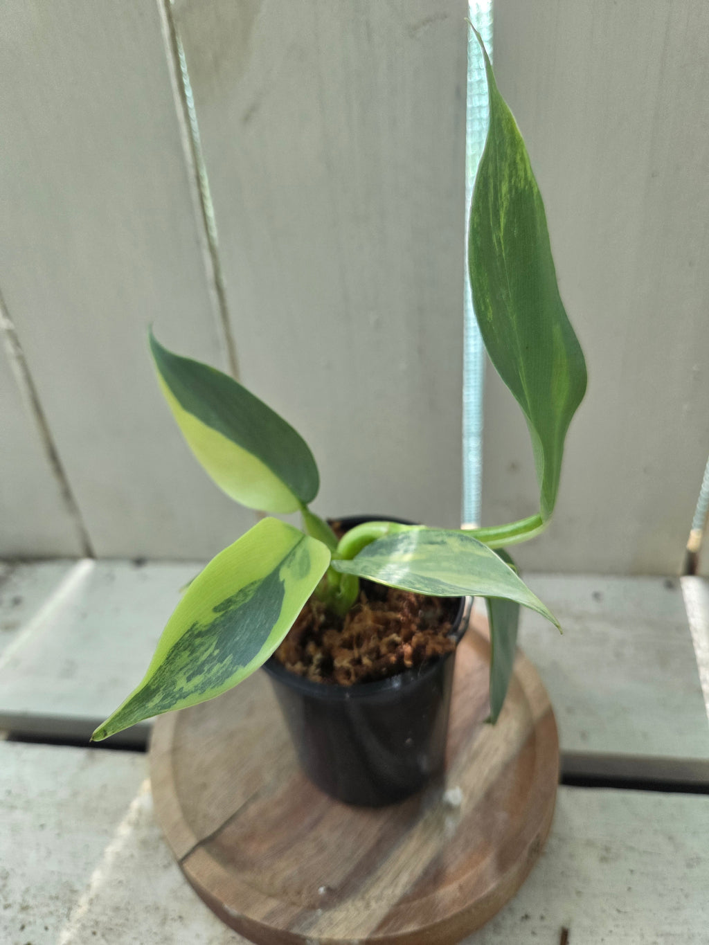 Variegated Philodendron Hastatum aka Silver Sword half moon rare indoor plant