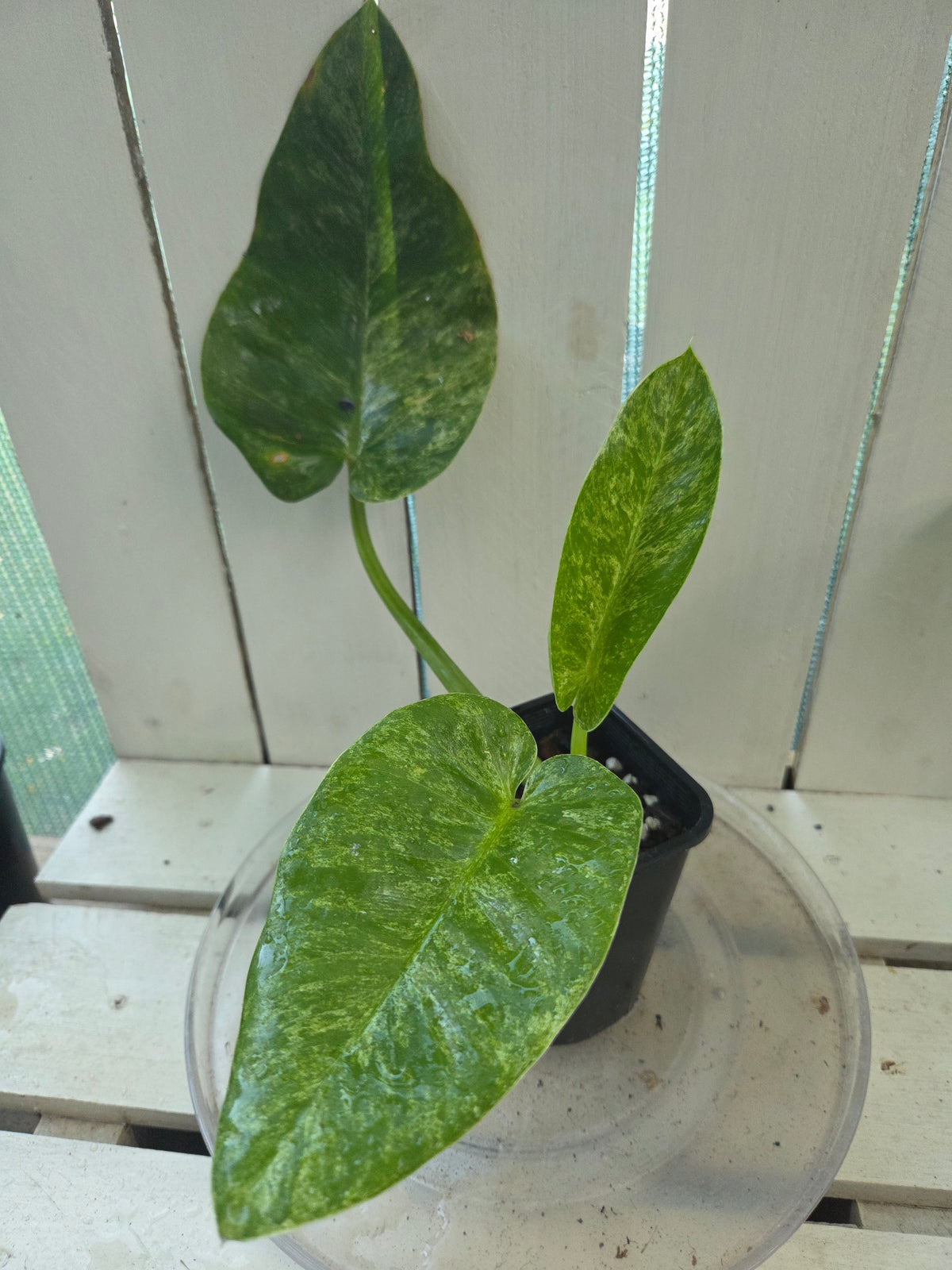 Philodendron blizzard giganteum Rare Variegated plant