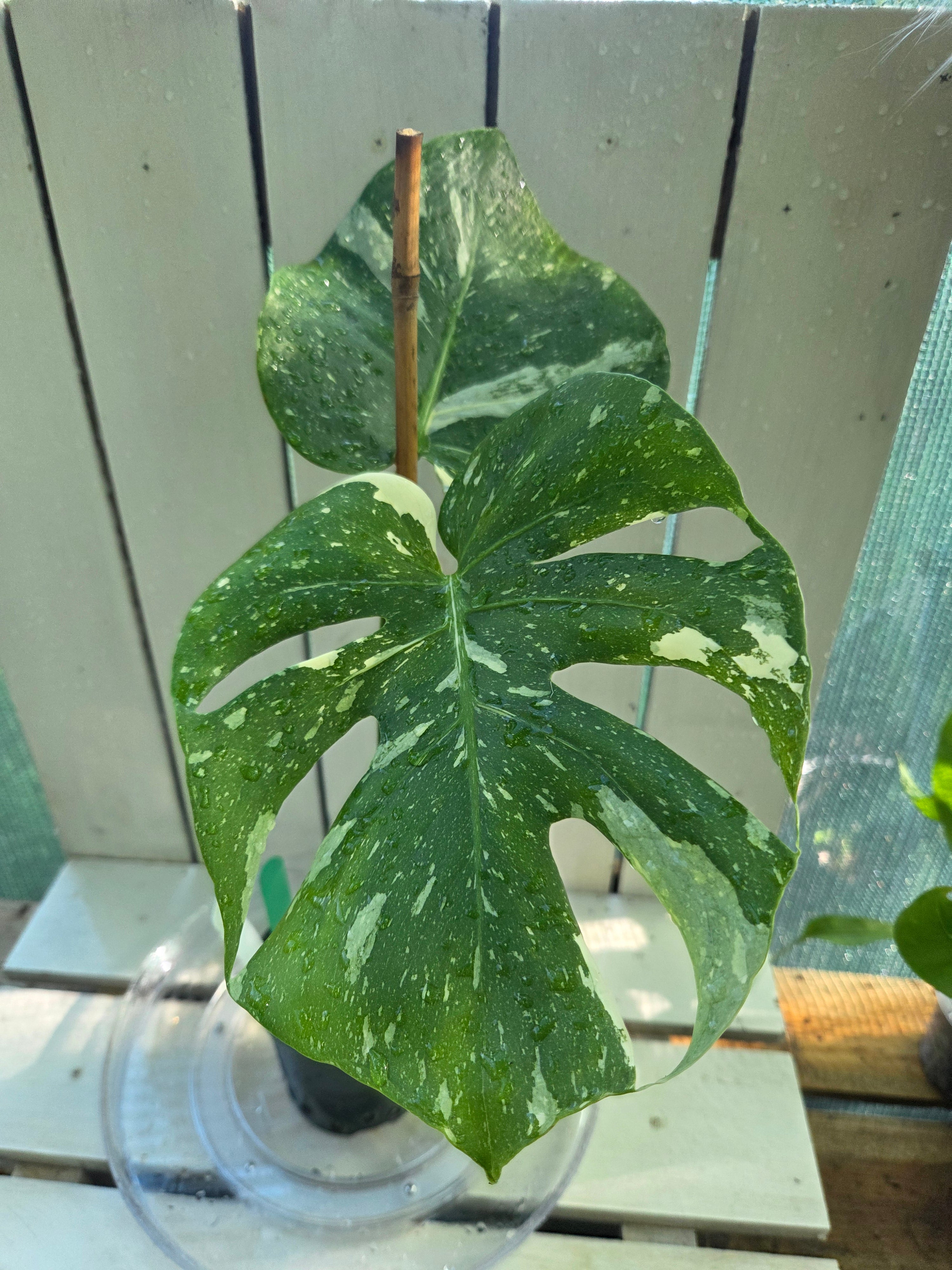 Monstera Thai Constellation