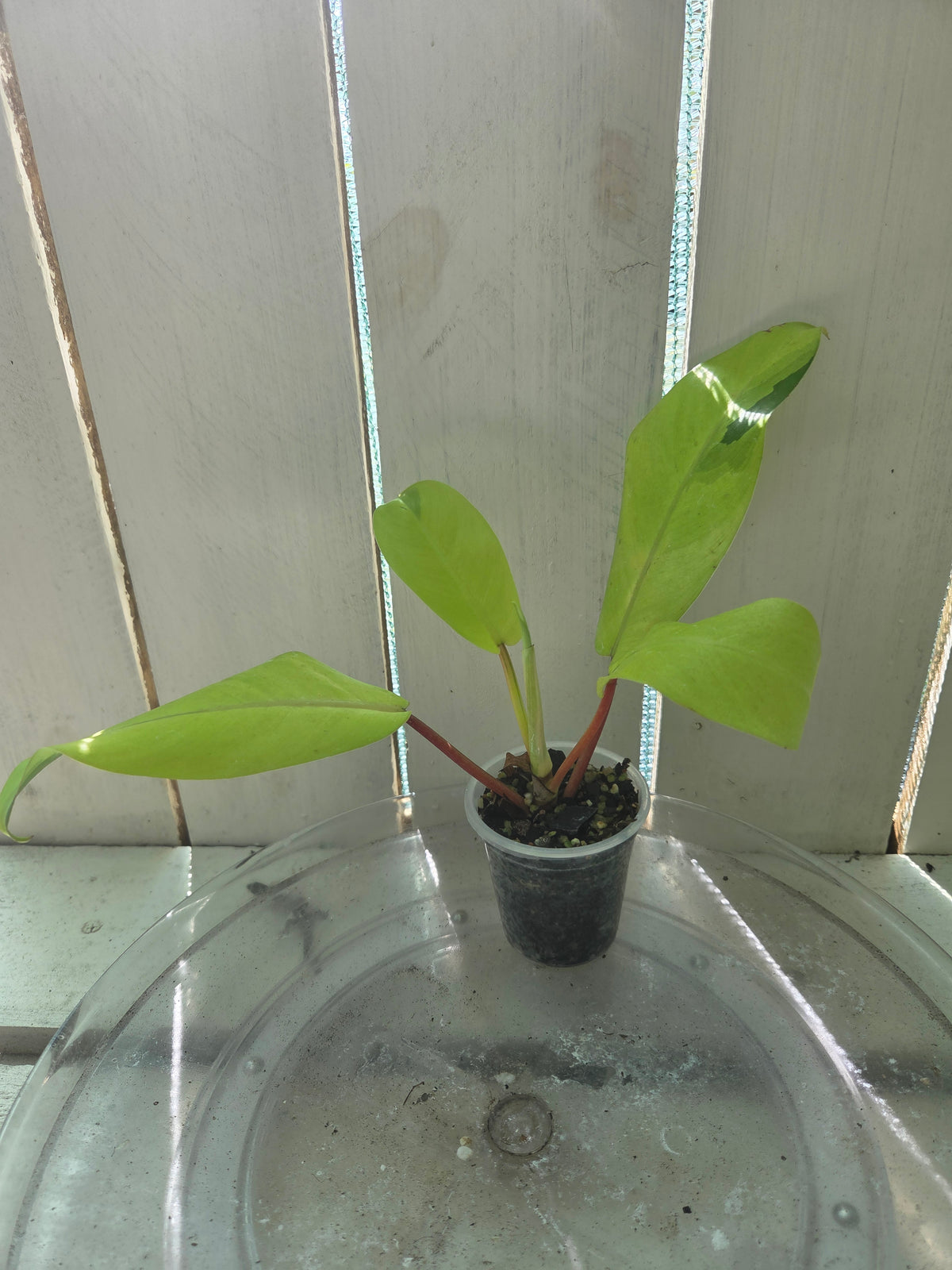 Philodendron Thai Beauty Baby Botanics