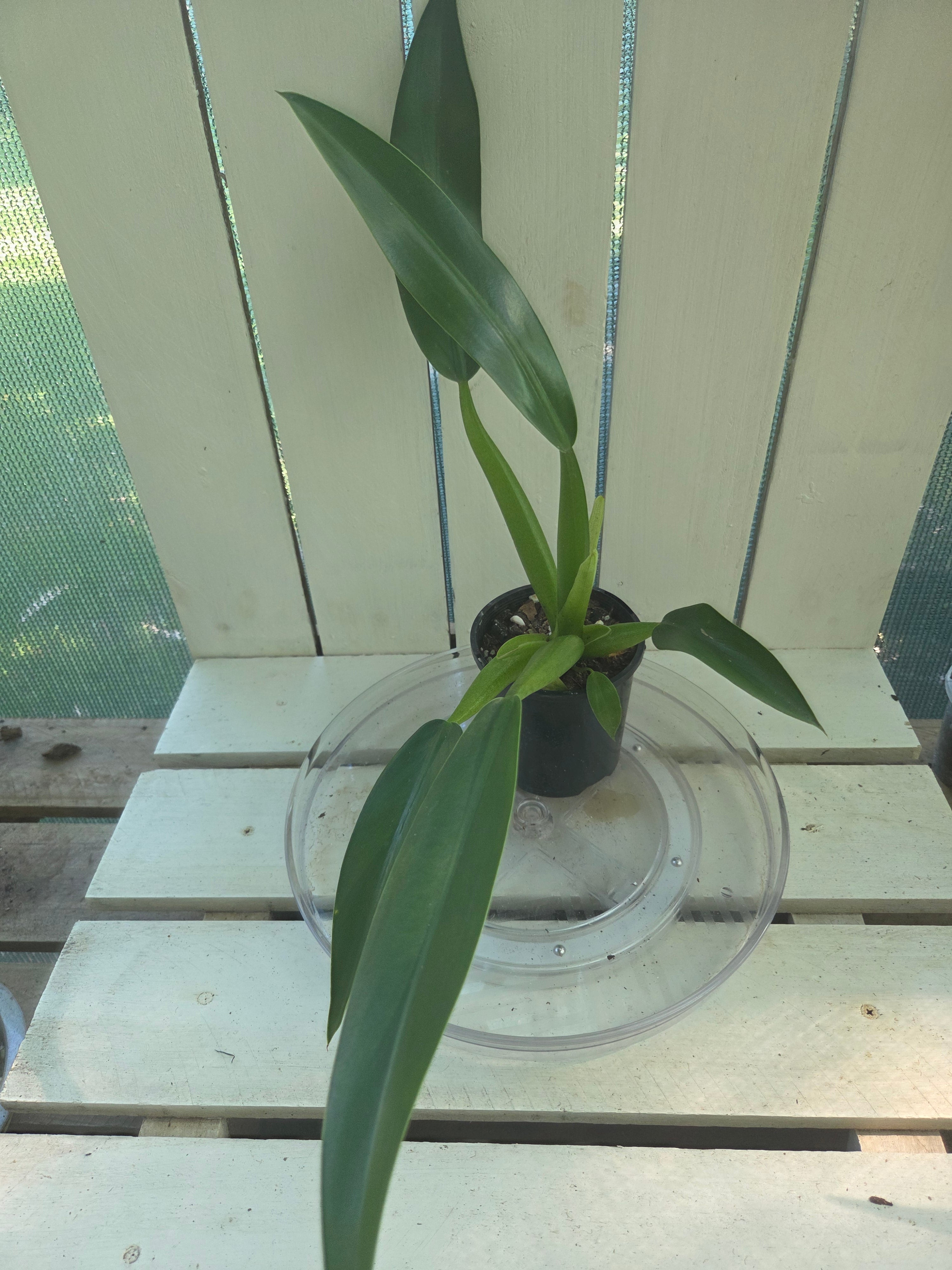 Philodendron Martianum 'fat boy'