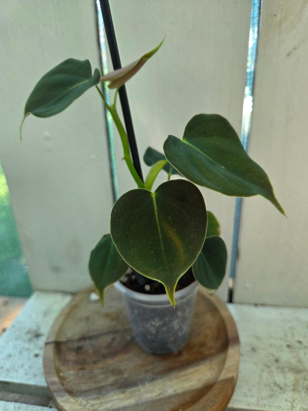 Philodendron Lupinum velvety heart shaped leaves
