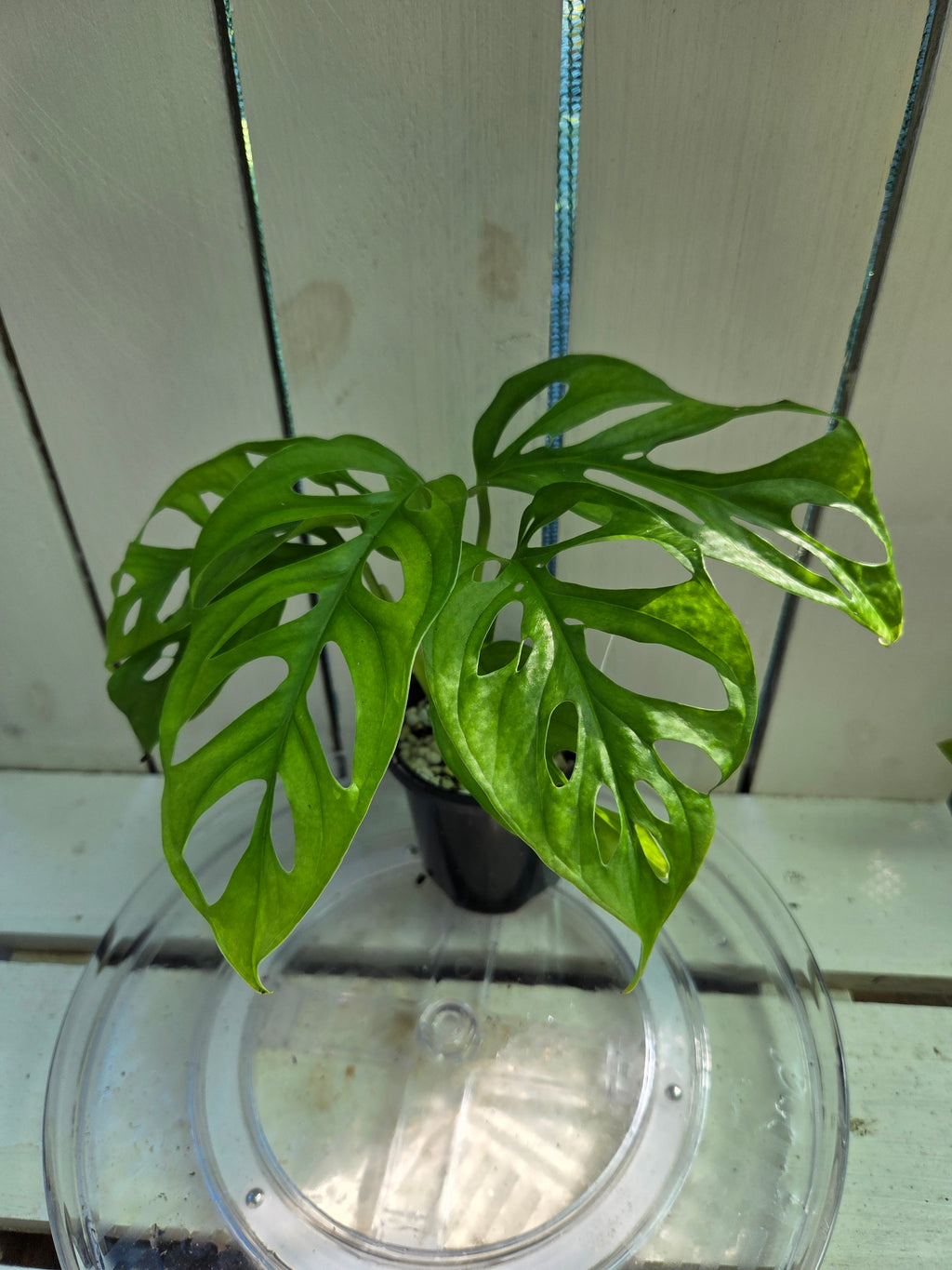 Monstera Adansonii Monkey Mask