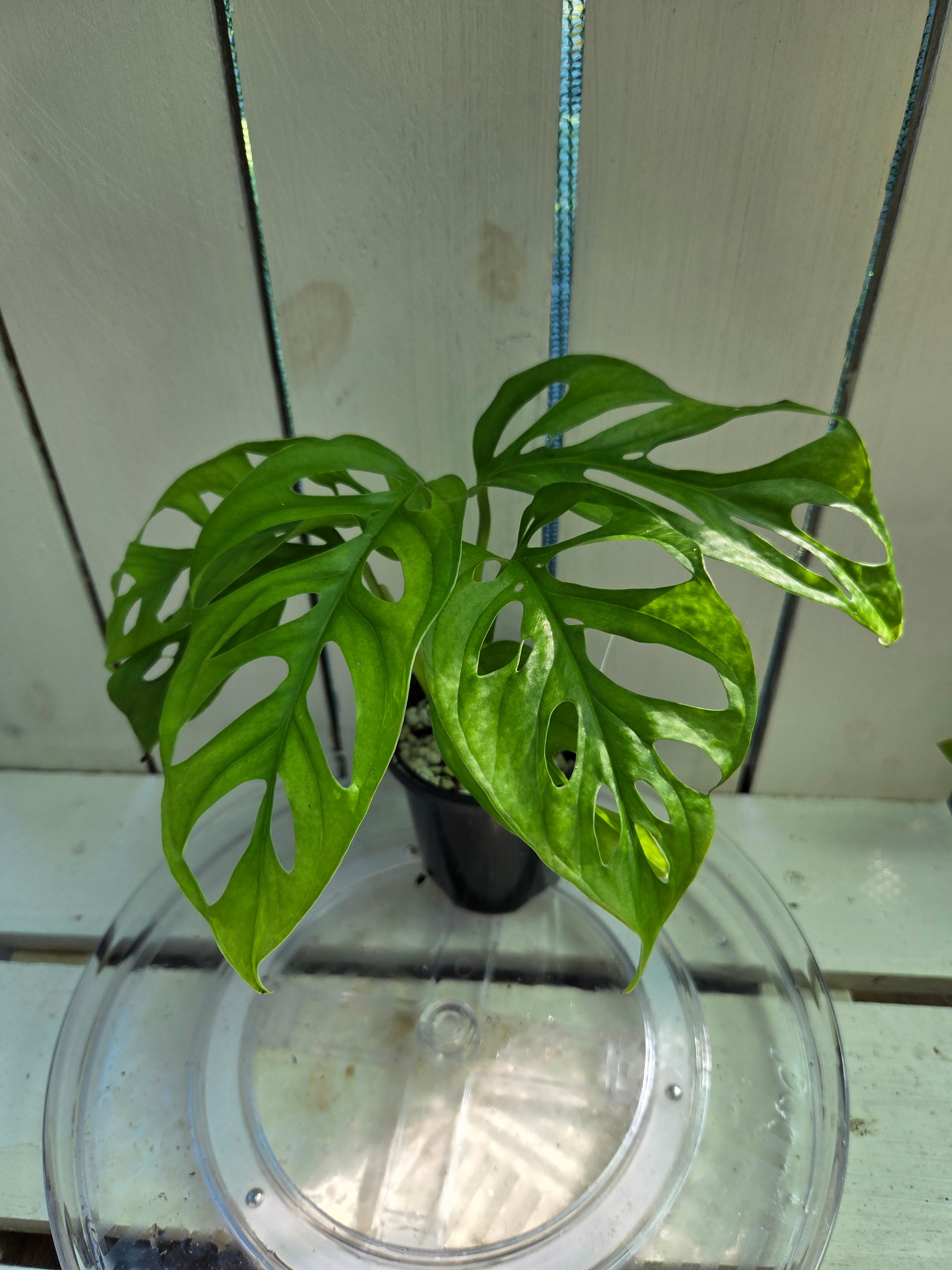 Monstera Adansonii Monkey Mask