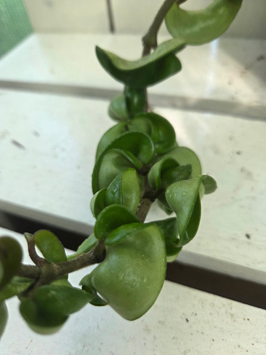 Hoya compacta 'Indian Rope hoya'