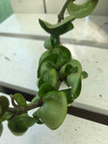 Hoya compacta 'Indian Rope hoya'