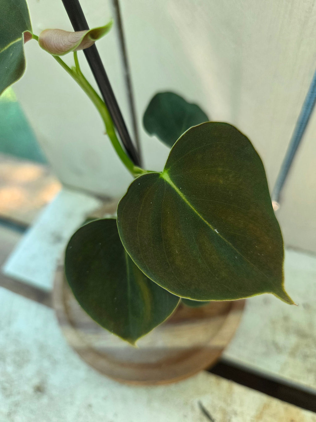 Philodendron Lupinum velvety heart shaped leaves