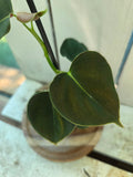 Philodendron Lupinum velvety heart shaped leaves