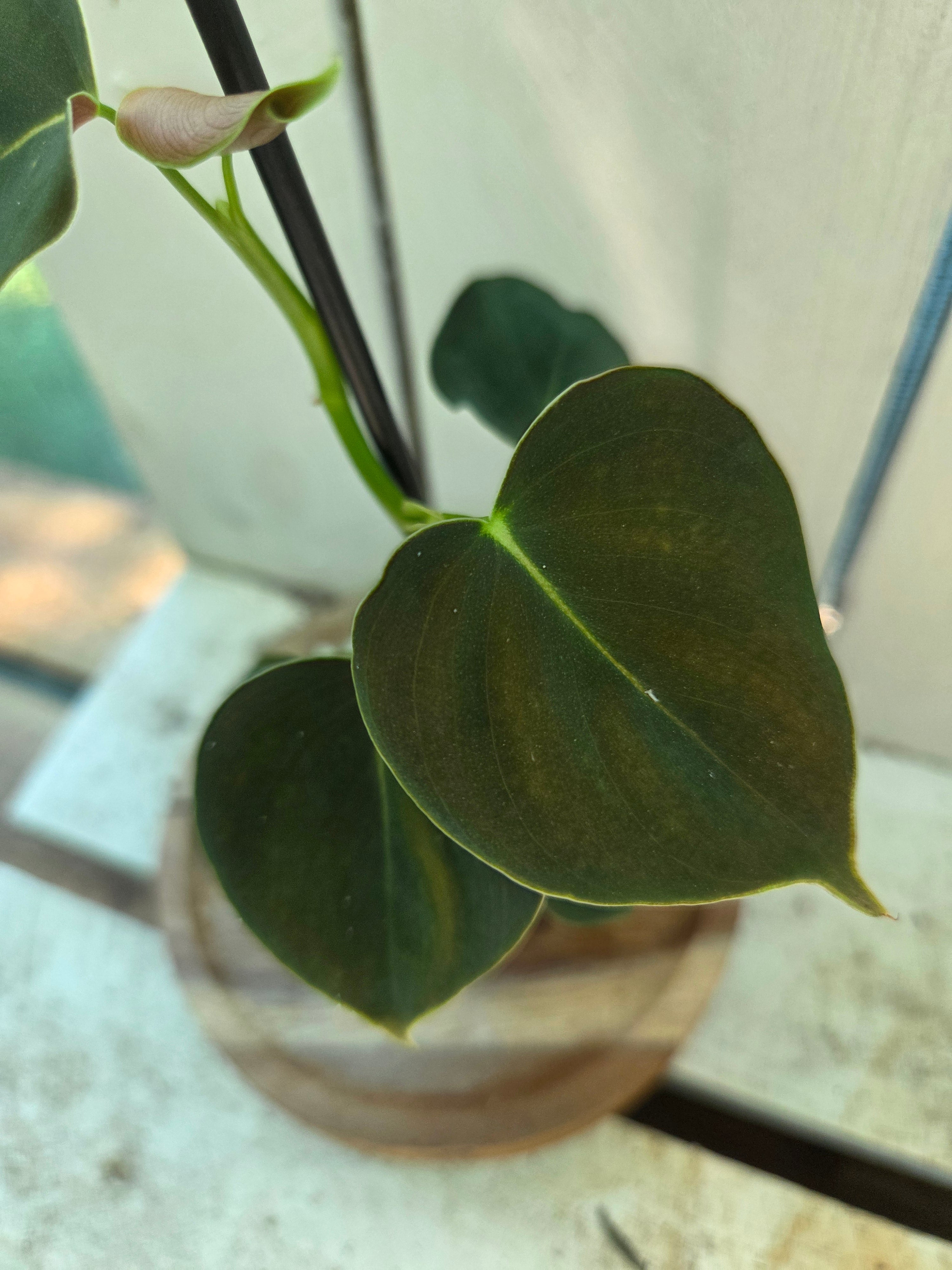 Philodendron Lupinum velvety heart shaped leaves