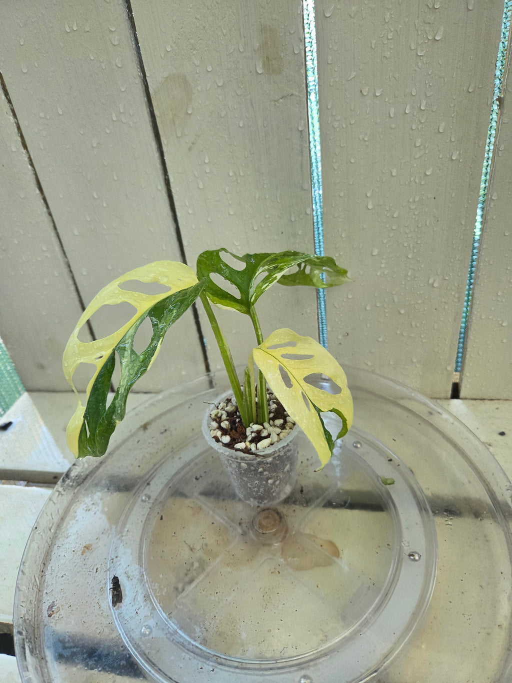 Variegated Monstera Adansonii Baby Botanics