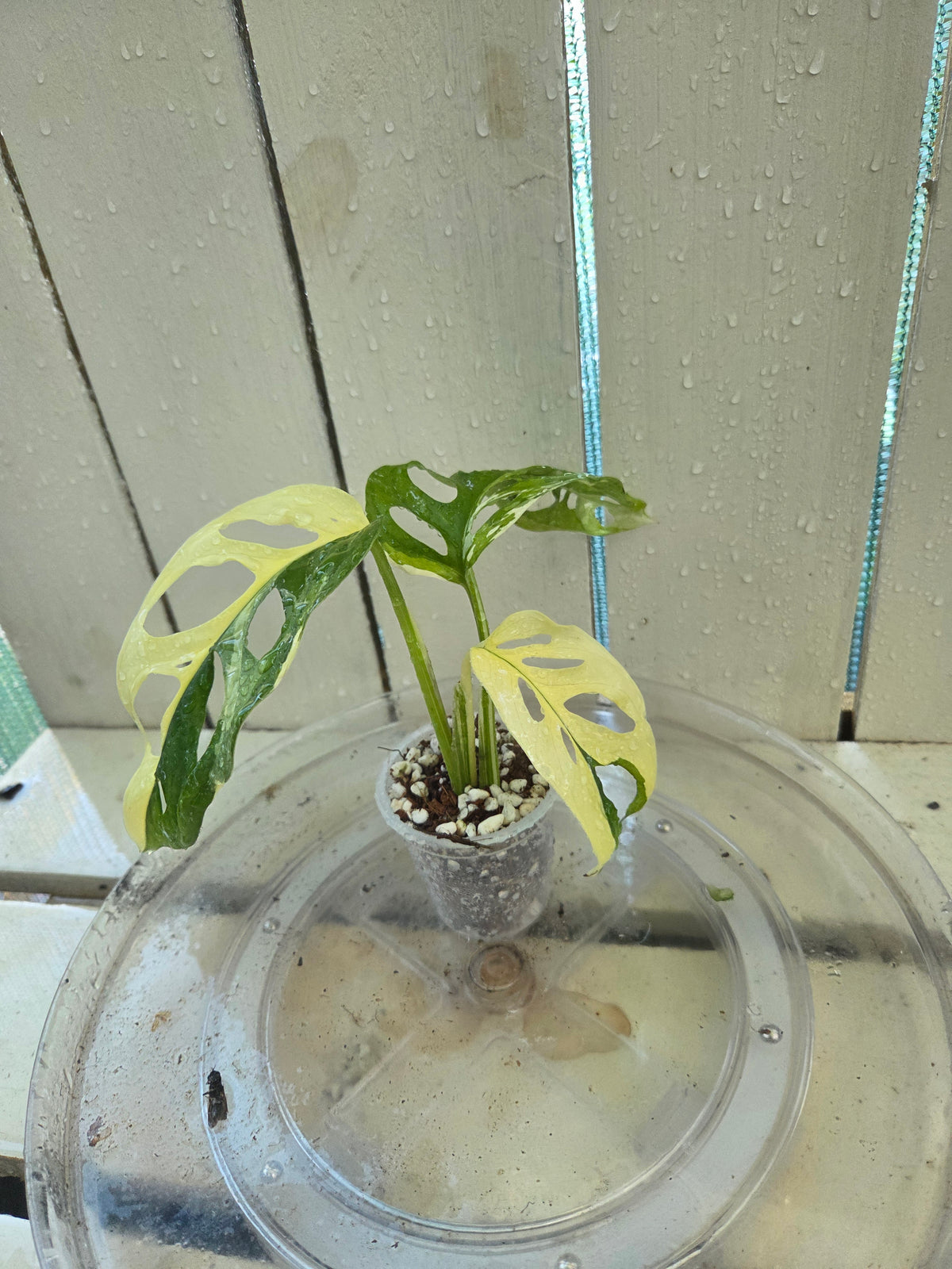 Variegated Monstera Adansonii Baby Botanics