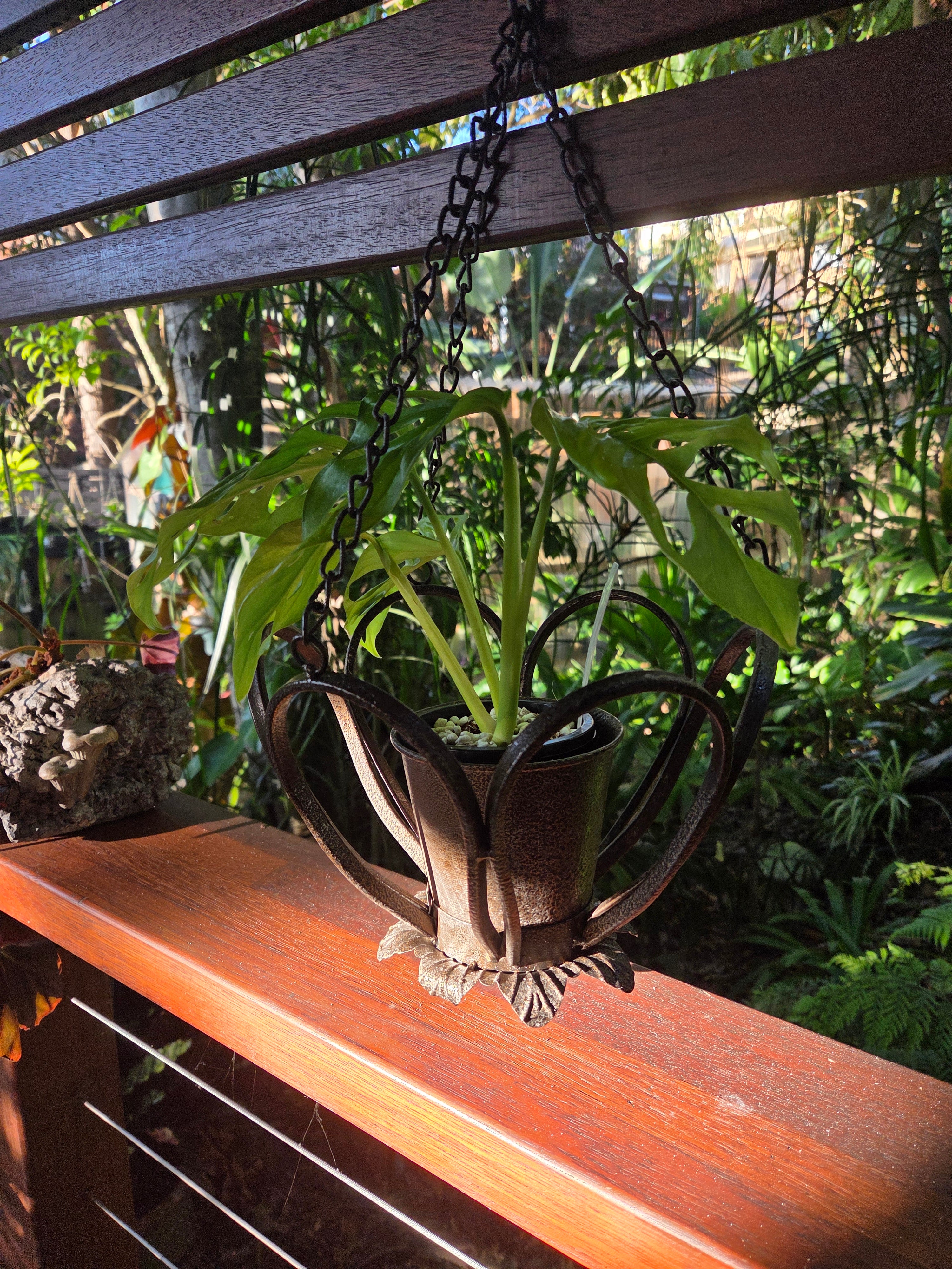 Metal hanging planter holds 90mm potted plant