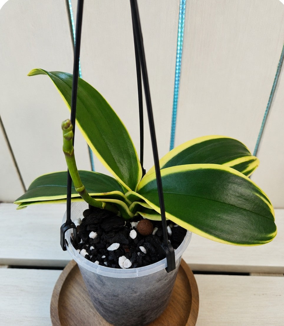 Variegated Phalaenopsis Orchid (purple flowers) in bud