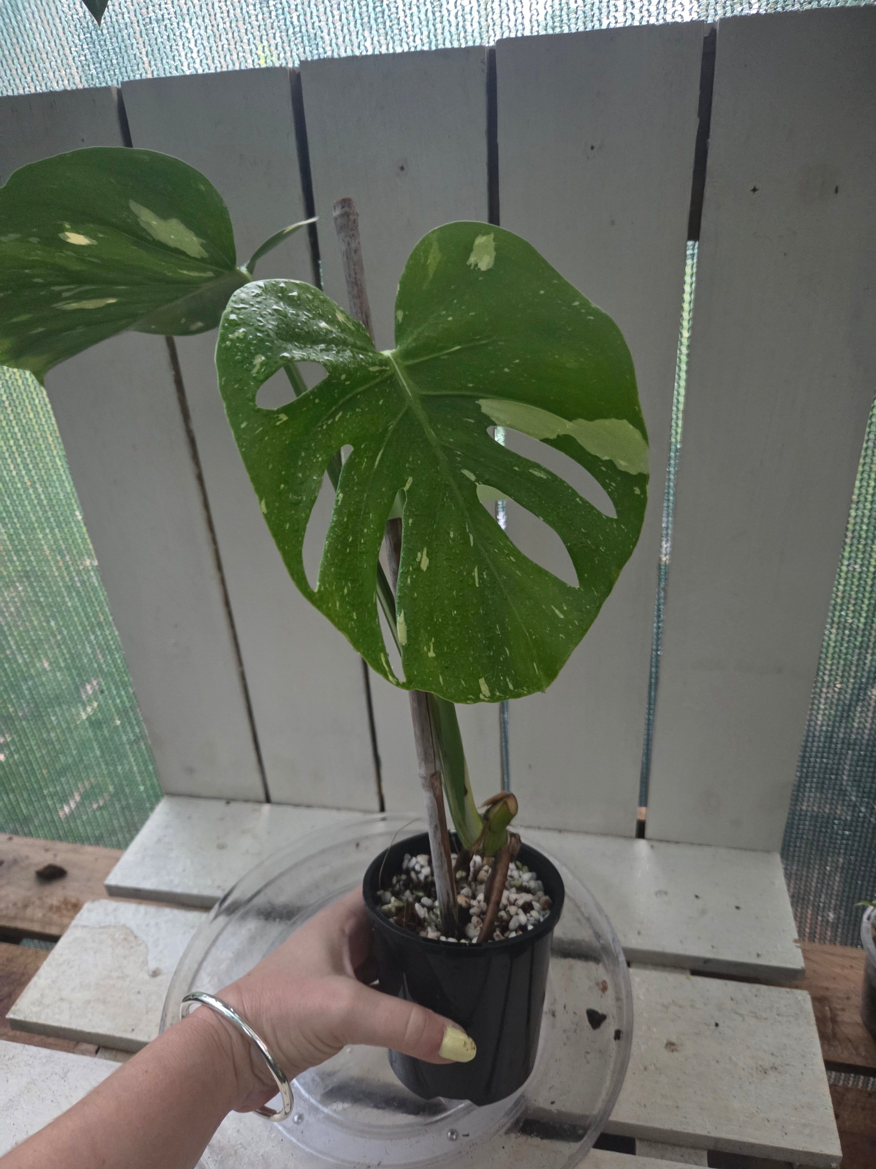 Monstera Thai Constellation