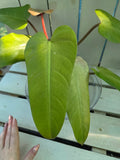 Philodendron Whipple Way