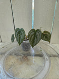 Philodendron Brandtianum Baby Botanics
