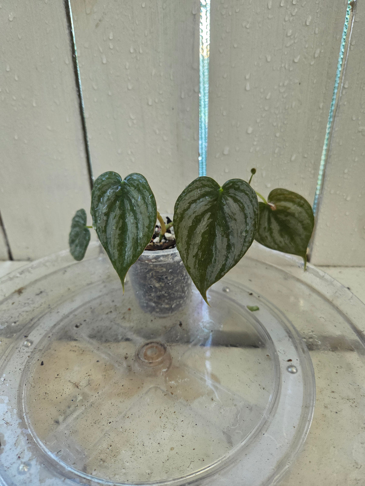 Philodendron Brandtianum Baby Botanics