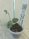 Hoya Mathilde 'Splash' HIGH Variegation Baby Botanics