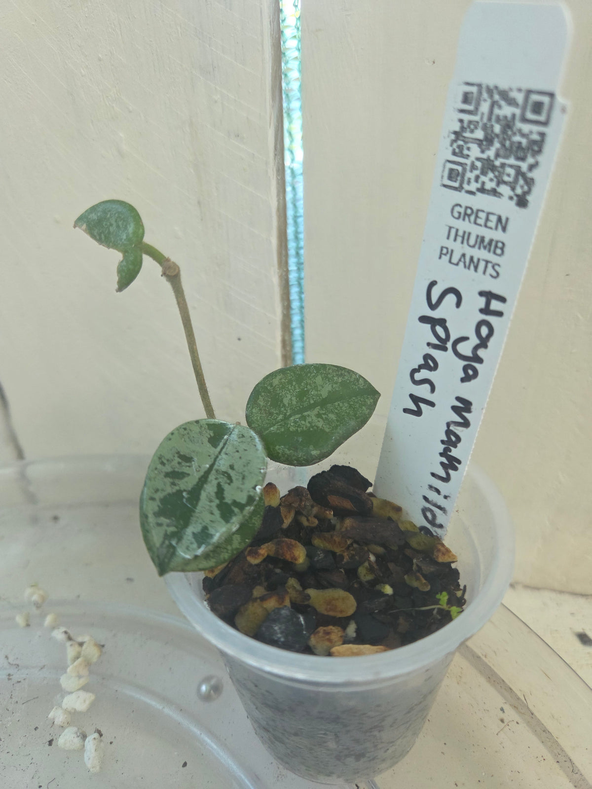 Hoya Mathilde 'Splash' HIGH Variegation Baby Botanics