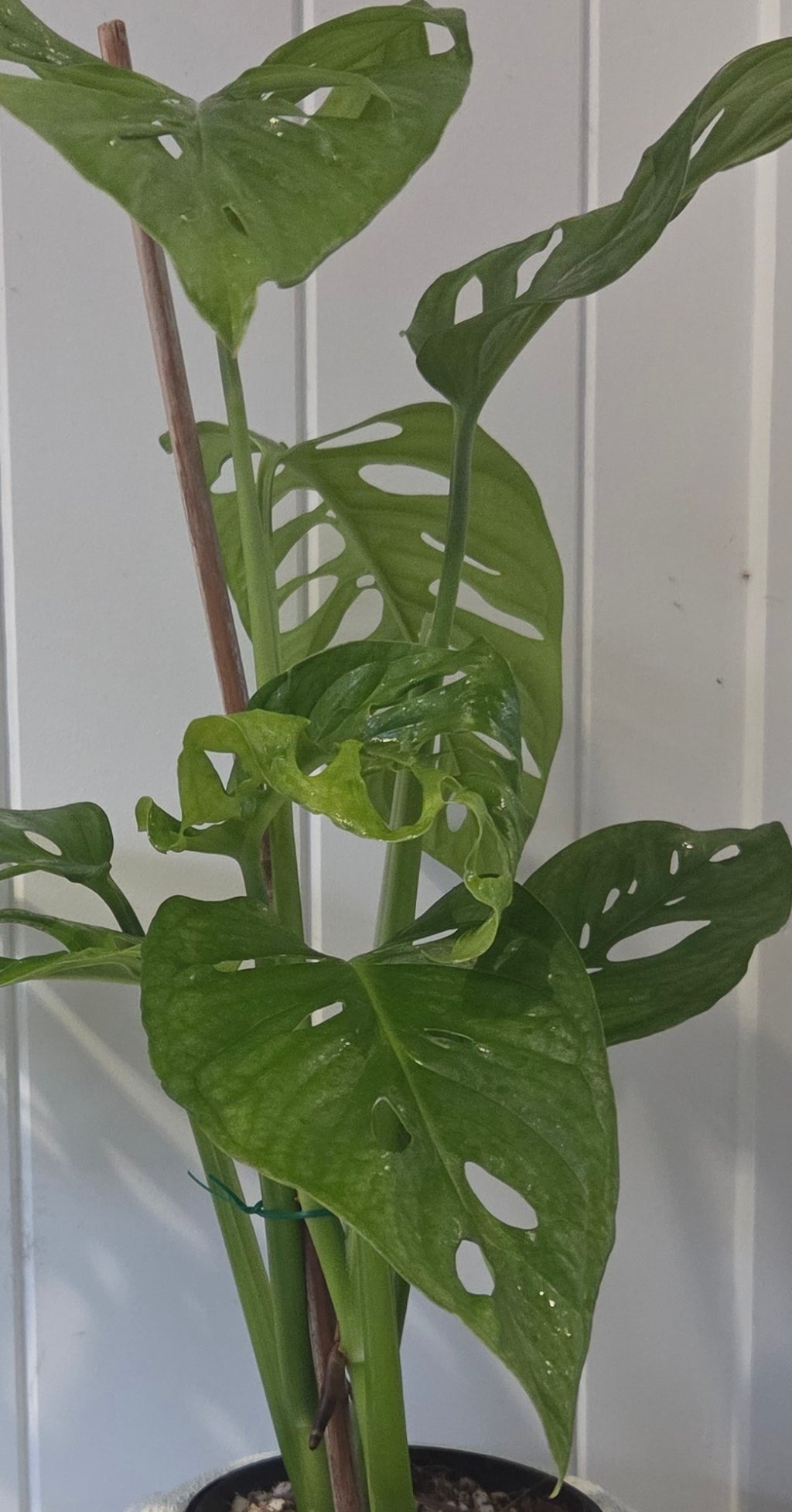 Monstera Adansonii 'Monkey Mask' in white ceramic pot 125mm